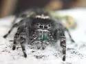 Phidippus borealis - photo 2