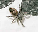 Phidippus borealis - photo 3