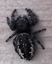 Phidippus borealis - photo 4
