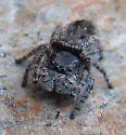 Phidippus borealis - photo 5
