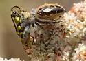 Phidippus californicus