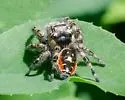 Phidippus californicus - photo 2