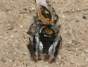Phidippus californicus - photo 3