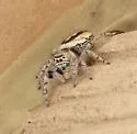 Phidippus californicus - photo 4