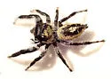 Phidippus californicus - photo 5