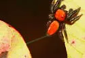Cardinal Jumper - photo 2