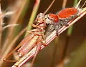 Cardinal Jumper - photo 3