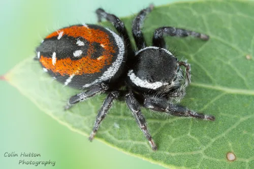 Phidippus carneus