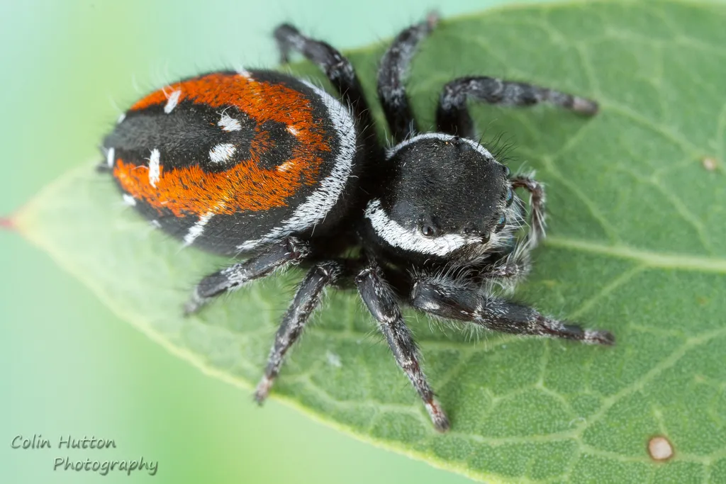 Phidippus carneus - photo 2