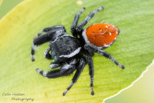 Phidippus carneus - photo 4