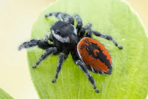 Phidippus carneus - photo 5