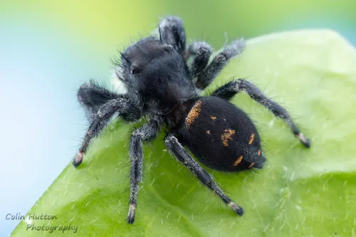 Phidippus carneus - photo 6