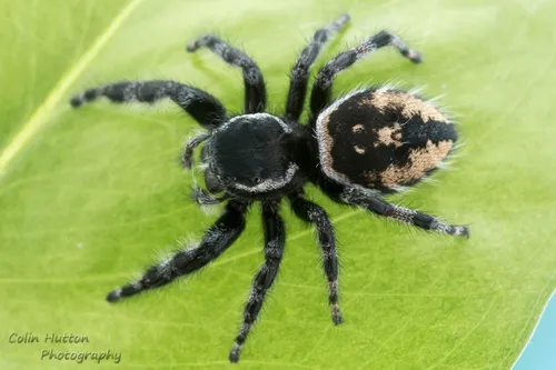 Phidippus carneus - photo 7