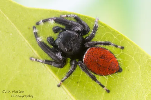 Phidippus carneus - photo 8