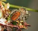 Phidippus clarus - Phidippus clarus