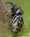 Phidippus clarus - photo 2