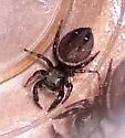 Phidippus clarus - photo 3