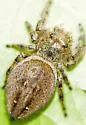 Phidippus clarus - photo 4