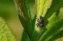 Phidippus clarus - photo 5