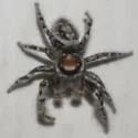 Phidippus comatus - photo 2