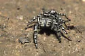 Phidippus comatus - photo 3