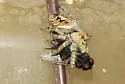 Phidippus comatus - photo 4