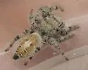 Phidippus comatus - photo 5