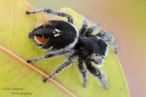 Phidippus concinnus - Phidippus concinnus