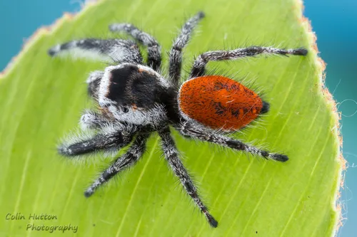Phidippus concinnus - photo 4