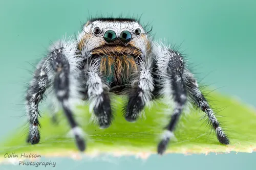 Phidippus concinnus - photo 5