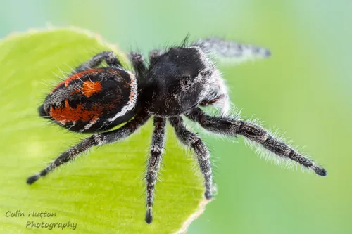Phidippus concinnus - photo 6