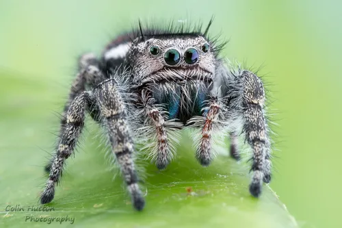 Phidippus concinnus - photo 7