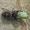 Phidippus cryptus - photo 2