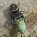 Phidippus cryptus - photo 3