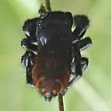 Phidippus cryptus - photo 4