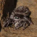 Phidippus cryptus - photo 5