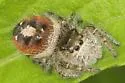 Phidippus insignarius - photo 2
