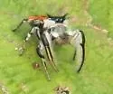 Phidippus insignarius - photo 3