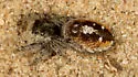 Phidippus insignarius - photo 4
