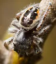Phidippus insignarius - photo 5