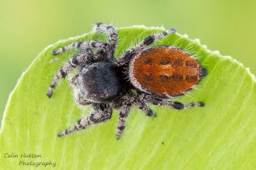 Phidippus kastoni
