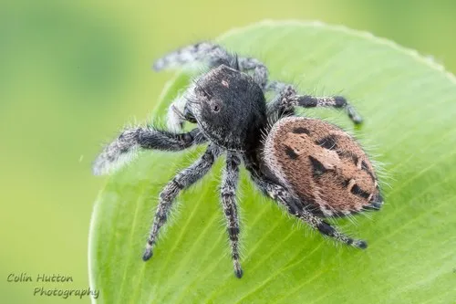 Phidippus kastoni - photo 2