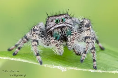 Phidippus kastoni - photo 3