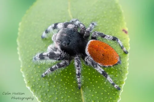 Phidippus kastoni - photo 5