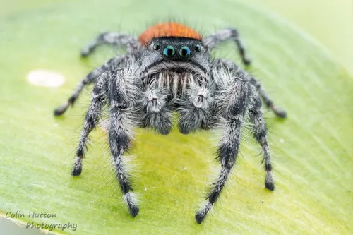 Phidippus kastoni - photo 6