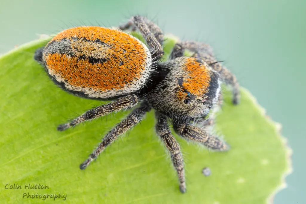 Phidippus morpheus
