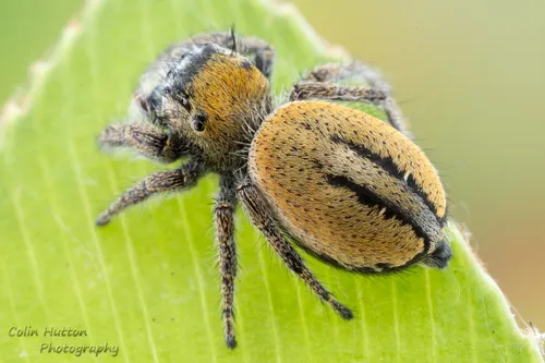Phidippus morpheus - photo 2