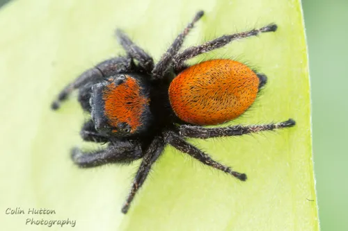 Phidippus morpheus - photo 3