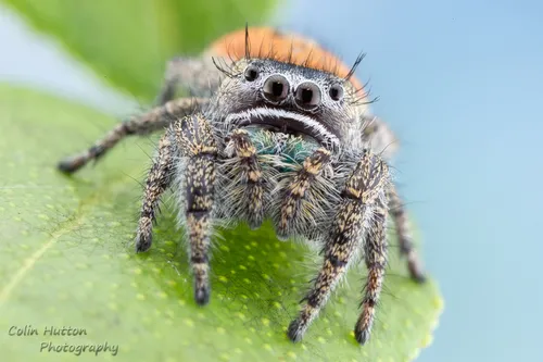 Phidippus morpheus - photo 4