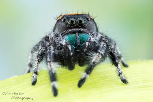 Phidippus morpheus - photo 6